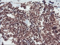 FMR1 Mouse anti-Canine, Human, Mouse, Rat, Clone: OTI1C6, lyophilized,