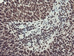 FMR1 Mouse anti-Canine, Human, Mouse, Rat, Clone: OTI1C6, lyophilized,