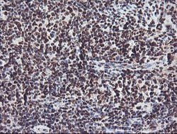 FMR1 Mouse anti-Canine, Human, Mouse, Rat, Clone: OTI1C6, lyophilized,