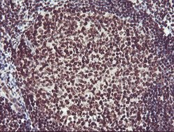 FMR1 Mouse anti-Canine, Human, Mouse, Rat, Clone: OTI1C6, lyophilized,