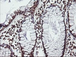 FMR1 Mouse anti-Canine, Human, Mouse, Rat, Clone: OTI1C6, lyophilized,