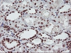 FMR1 Mouse anti-Canine, Human, Mouse, Rat, Clone: OTI1C6, lyophilized,
