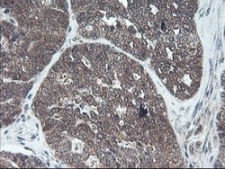 FMR1 Mouse anti-Canine, Human, Mouse, Rat, Clone: OTI1D10, lyophilized,