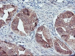 FMR1 Mouse anti-Canine, Human, Mouse, Rat, Clone: OTI1D10, lyophilized,