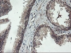 FMR1 Mouse anti-Canine, Human, Mouse, Rat, Clone: OTI1D10, lyophilized,