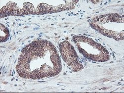 FMR1 Mouse anti-Canine, Human, Mouse, Rat, Clone: OTI1D10, lyophilized,