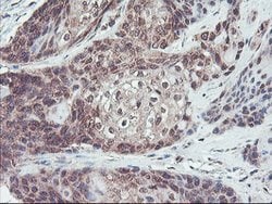FMR1 Mouse anti-Canine, Human, Mouse, Rat, Clone: OTI1D10, lyophilized,