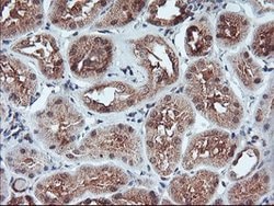 FMR1 Mouse anti-Canine, Human, Mouse, Rat, Clone: OTI1D10, lyophilized,