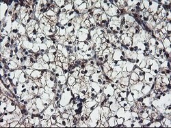 FMR1 Mouse anti-Canine, Human, Mouse, Rat, Clone: OTI1D10, lyophilized,