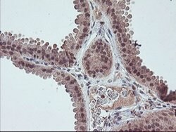 FMR1 Mouse anti-Canine, Human, Mouse, Rat, Clone: OTI2C3, lyophilized,