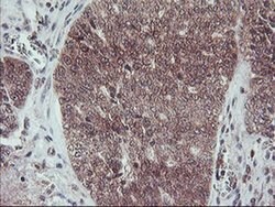 FMR1 Monoclonal Antibody (OTI2C3), TrueMAB , OriGene 100 &mu;L | Buy Online | OriGene | Fisher Scientific