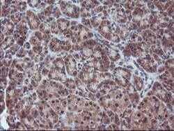 FMR1 Monoclonal Antibody (OTI2C3), TrueMAB , OriGene 100 &mu;L | Buy Online | OriGene | Fisher Scientific
