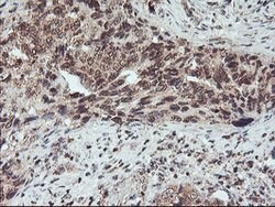 FMR1 Mouse anti-Canine, Human, Mouse, Rat, Clone: OTI2C3, lyophilized,