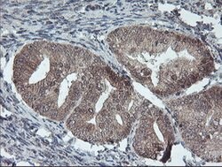 FMR1 Mouse anti-Canine, Human, Mouse, Rat, Clone: OTI2C3, lyophilized,