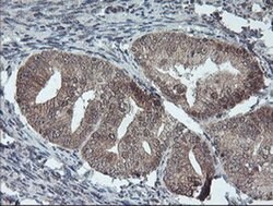 FMR1 Monoclonal Antibody (OTI2C3), TrueMAB , OriGene 100 &mu;L | Buy Online | OriGene | Fisher Scientific