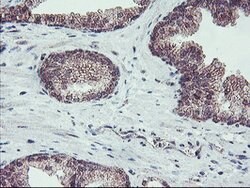 FMR1 Mouse anti-Canine, Human, Mouse, Rat, Clone: OTI2C3, lyophilized,