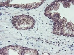 FMR1 Monoclonal Antibody (OTI2C3), TrueMAB , OriGene 100 &mu;L | Buy Online | OriGene | Fisher Scientific