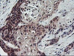 FMR1 Mouse anti-Canine, Human, Mouse, Rat, Clone: OTI2C3, lyophilized,