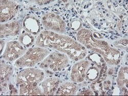FMR1 Mouse anti-Canine, Human, Mouse, Rat, Clone: OTI2C3, lyophilized,