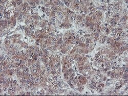 FMR1 Mouse anti-Canine, Human, Mouse, Rat, Clone: OTI2C3, lyophilized,