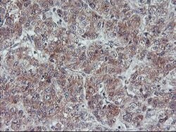FMR1 Monoclonal Antibody (OTI2C3), TrueMAB , OriGene 100 &mu;L | Buy Online | OriGene | Fisher Scientific