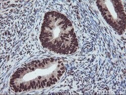 FMR1 Monoclonal Antibody (OTI5B9), TrueMAB , OriGene 100 &mu;L; Unconjugated:Antibodies,