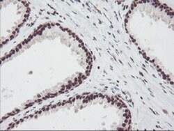 FMR1 Monoclonal Antibody (OTI5B9), TrueMAB , OriGene 100 &mu;L; Unconjugated:Antibodies,