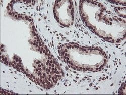 FMR1 Monoclonal Antibody (OTI5B9), TrueMAB , OriGene:Antibodies:Primary