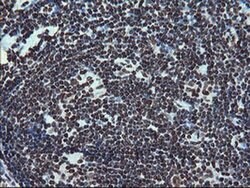 FMR1 Monoclonal Antibody (OTI5B9), TrueMAB , OriGene:Antibodies:Primary
