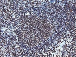 FMR1 Monoclonal Antibody (OTI5B9), TrueMAB , OriGene 100 &mu;L; Unconjugated:Antibodies,
