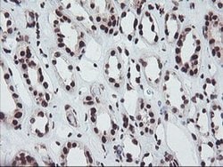 FMR1 Monoclonal Antibody (OTI5B9), TrueMAB , OriGene 100 &mu;L; Unconjugated:Antibodies,