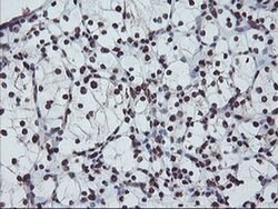 FMR1 Monoclonal Antibody (OTI5B9), TrueMAB , OriGene 100 &mu;L; Unconjugated:Antibodies,