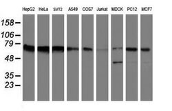 FMR1 Mouse anti-Canine, Human, Mouse, Rat, Clone: OTI1C6, lyophilized,