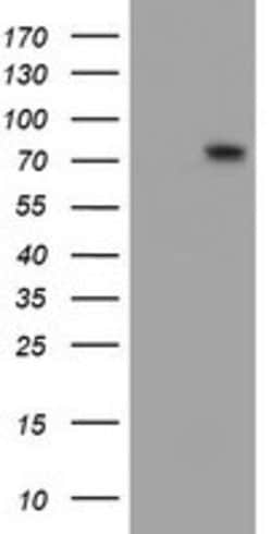 FMR1 Mouse anti-Canine, Human, Mouse, Rat, Clone: OTI1D10, lyophilized,