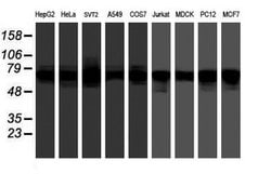 FMR1 Mouse anti-Canine, Human, Mouse, Rat, Clone: OTI1D10, lyophilized,