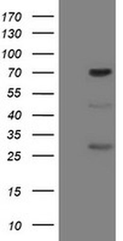 FMR1 Monoclonal Antibody (OTI2C3), TrueMAB , OriGene 100 &mu;L | Buy Online | OriGene | Fisher Scientific