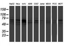 FMR1 Monoclonal Antibody (OTI2C3), TrueMAB , OriGene 100 &mu;L | Buy Online | OriGene | Fisher Scientific