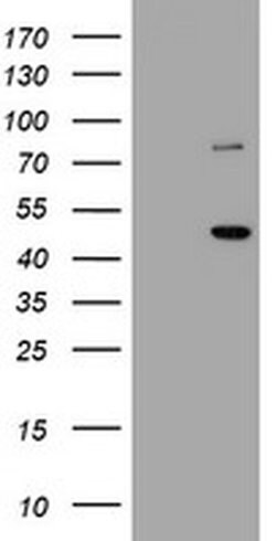 FMR1 Monoclonal Antibody (OTI5B9), TrueMAB , OriGene 100 &mu;L; Unconjugated:Antibodies,