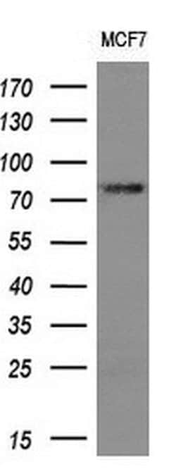 FMR1 Monoclonal Antibody (OTI5B9), TrueMAB , OriGene 100 &mu;L; Unconjugated:Antibodies,