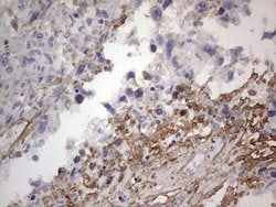 FN1 Monoclonal Antibody (OTI3F9), TrueMAB , OriGene 100 &mu;L; Unconjugated:Antibodies,