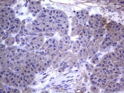 FN1 Monoclonal Antibody (OTI3F9), TrueMAB , OriGene 100 &mu;L; Unconjugated:Antibodies,