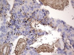 FN1 Monoclonal Antibody (OTI3F9), TrueMAB , OriGene 100 &mu;L; Unconjugated:Antibodies,