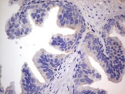 FN1 Monoclonal Antibody (OTI3F9), TrueMAB , OriGene 100 &mu;L; Unconjugated:Antibodies,