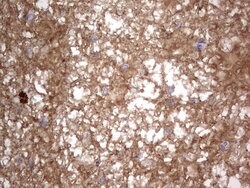 FN1 Monoclonal Antibody (OTI3F9), TrueMAB , OriGene 100 &mu;L; Unconjugated:Antibodies,