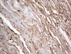 FN1 Monoclonal Antibody (OTI3F9), TrueMAB , OriGene 100 &mu;L; Unconjugated:Antibodies,