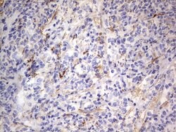 FN1 Monoclonal Antibody (OTI3F9), TrueMAB , OriGene 100 &mu;L; Unconjugated:Antibodies,