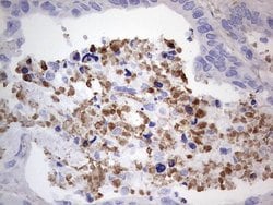 FN1 Monoclonal Antibody (OTI3F9), TrueMAB , OriGene 100 &mu;L; Unconjugated:Antibodies,