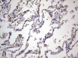 FN1 Monoclonal Antibody (OTI3F9), TrueMAB , OriGene 100 &mu;L; Unconjugated:Antibodies,