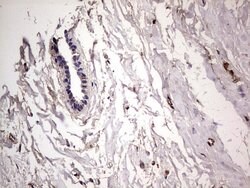 FN1 Mouse anti-Human, Clone: OTI5C1, lyophilized, TrueMAB 100 &mu;g | Buy Online | Origene Technologies | Fisher Scientific