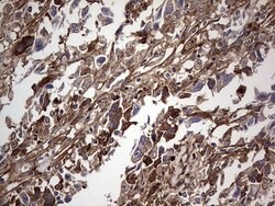 FN1 Mouse anti-Human, Clone: OTI5C1, lyophilized, TrueMAB 100 &mu;g | Buy Online | Origene Technologies | Fisher Scientific